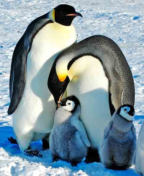 Pinguins: Os pinguins machos da espécie Adélia presenteiam fêmeas com pedrinhas para conquistá-las. Os pinguins são aves que não voam, adaptadas ao frio. Vivem na Antártida e costas do Hemisfério Sul. Vivem cerca de 15 a 20 anos.

