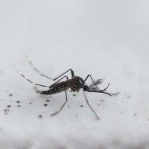 Brasil inaugura maior biofábrica de mosquitos 'do bem' do mundo; entenda - Miguel SCHINCARIOL / AFP