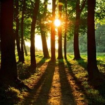 Oxóssi: o orixá rei das florestas e da caça - Wemystic