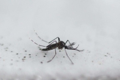 Casos de dengue aumentam em Minas Gerais -  (crédito: Miguel SCHINCARIOL / AFP)