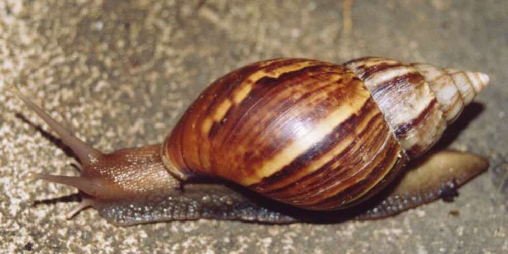 Caracóis: Podem hibernar por até três anos, dependendo do ambiente. Os caracóis são moluscos com concha que vivem em ambientes úmidos, terrestres ou aquáticos. Podem viver até 10 anos.
