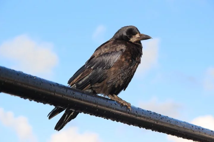 Corvos: Conseguem lembrar rostos humanos e até 