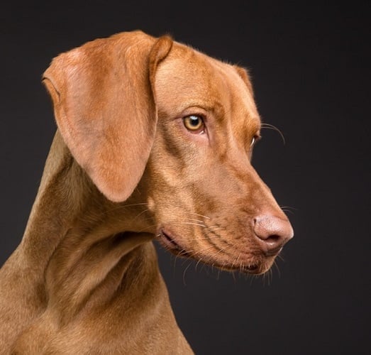 Cães: O nariz de cada cachorro tem um padrão único, como a impressão digital dos humanos.
Os cães são mamíferos domesticados. Estão presentes em todo o mundo. Vivem em média 10 a 15 anos.