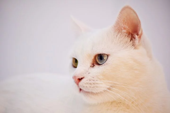 Gatos ultrapassam cães em crescimento do mercado de rações