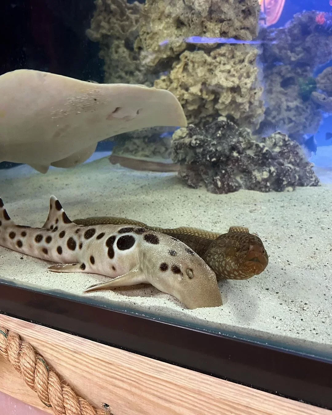 Especialistas em arraias descartaram que Charlotte tenha acasalado com um dos pequenos tubarões com os quais dividia o tanque de 8.300 litros. 

