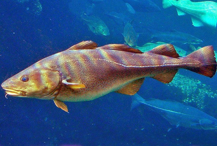 Acontece que, na verdade, a palavra bacalhau não representa uma única espécie, mas sim um grupo de espécies.