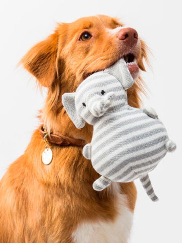 Já para os pets masculinos, Bob, Thor e Fred encabeçam a lista, de acordo com a pesquisa.