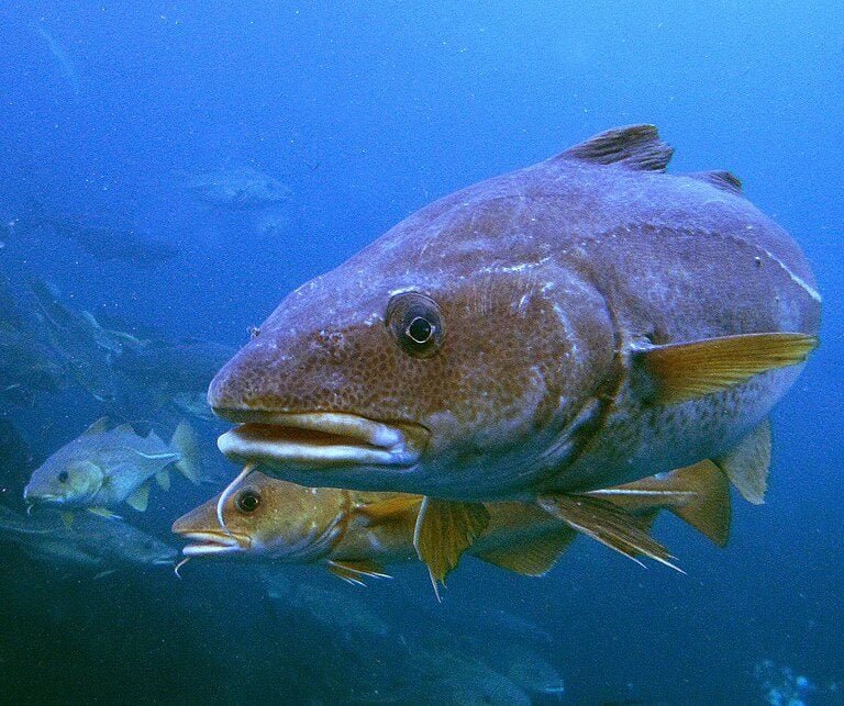 Medidas de controle e polÃ­ticas sustentÃ¡veis tÃªm sido implementadas para proteger as populaÃ§Ãµes desse peixe tÃ£o apreciado.