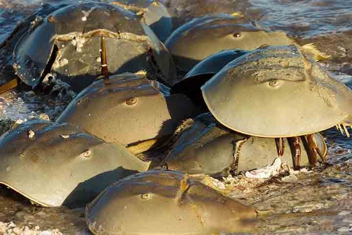 Durante a maré alta da primavera, milhões de caranguejos-ferradura sobem às praias para acasalar. 