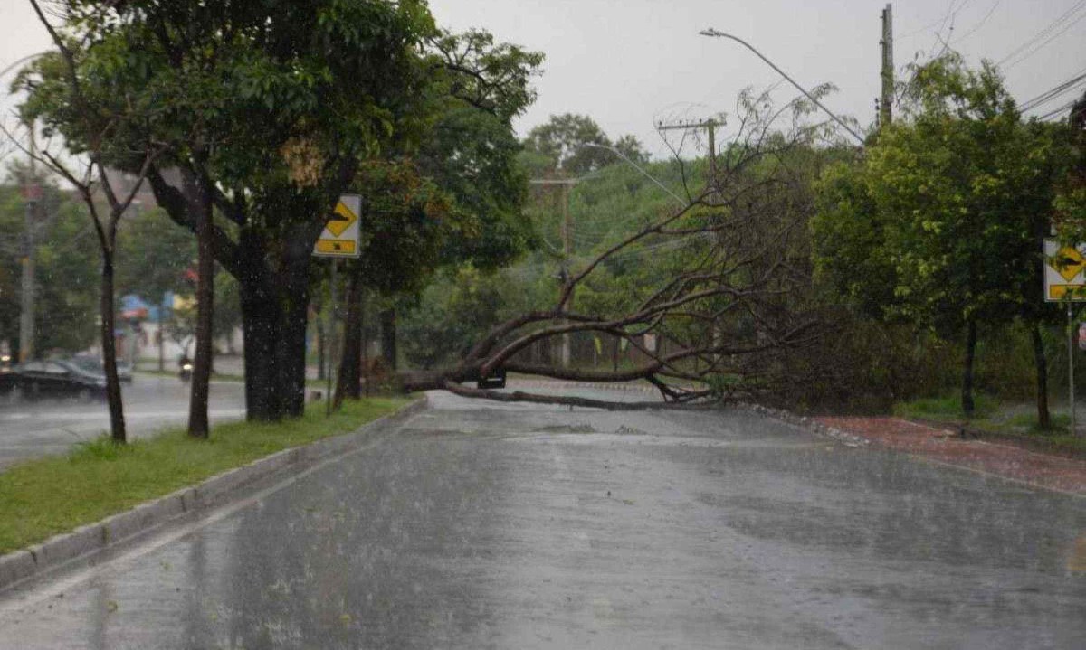 A queda de uma árvore provoca a interdição de uma das pistas da Avenida Américo Vespúcio, Bairro Caiçara  -  (crédito: Tulio Santos/EM/D.A Press)