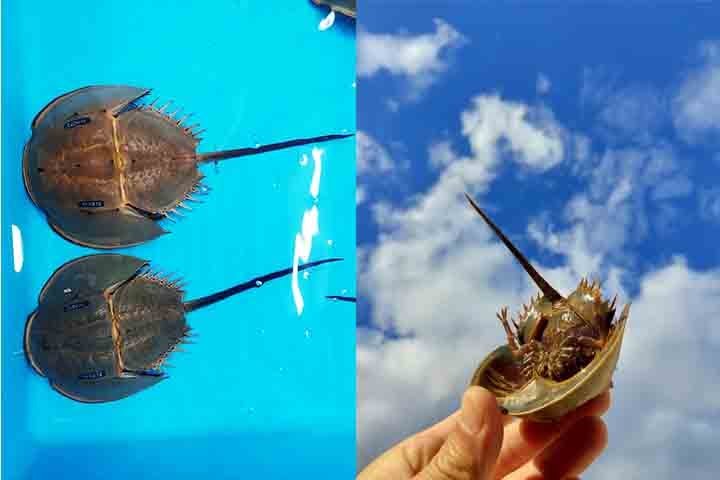 Outras propostas são: regulamentações mais rígidas para a coleta dos animais e campanhas de conscientização pública sobre sua importância ecológica e médica. Conheça mais sobre esse animal fascinante!