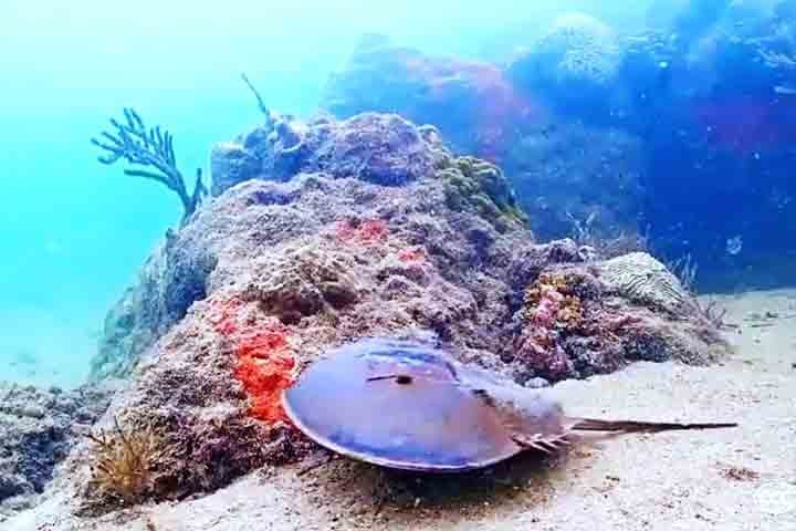 A preservaÃ§Ã£o dos caranguejos-ferradura Ã© fundamental nÃ£o apenas para a manutenÃ§Ã£o da biodiversidade marinha, mas tambÃ©m para garantir o desenvolvimento de medicamentos seguros e eficazes. 