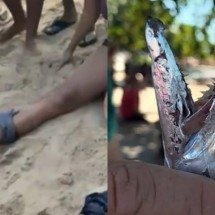 Banhistas são atacados por cardume de peixe-espada em praia do RJ - montagem/reprodução redes sociais/tv globo