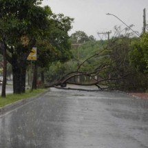 Chuva em BH: árvore cai e interdita pista de avenida - Tulio Santos/EM/D.A Press