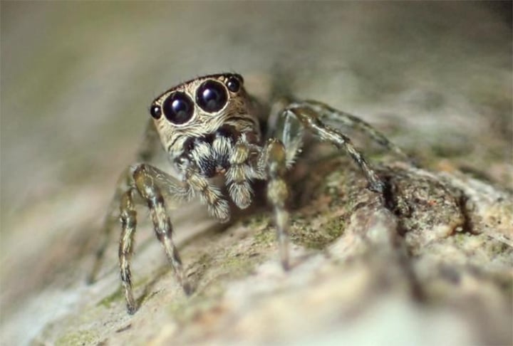 Aranhas: Algumas espécies fêmeas podem 