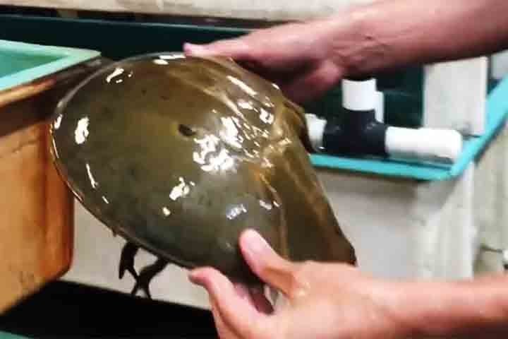 Essa característica permite a produção do Lisado de Amebócitos de Limulus (LAL), essencial na detecção de endotoxinas bacterianas em vacinas e equipamentos médicos. 
