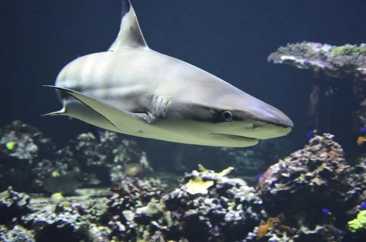 Tubarões: São mais velhos que os dinossauros, existindo há mais de 400 milhões de anos. Os tubarões são peixes cartilaginosos predadores. Encontrados em oceanos do mundo todo. Vivem de 20 a 70 anos, dependendo da espécie.