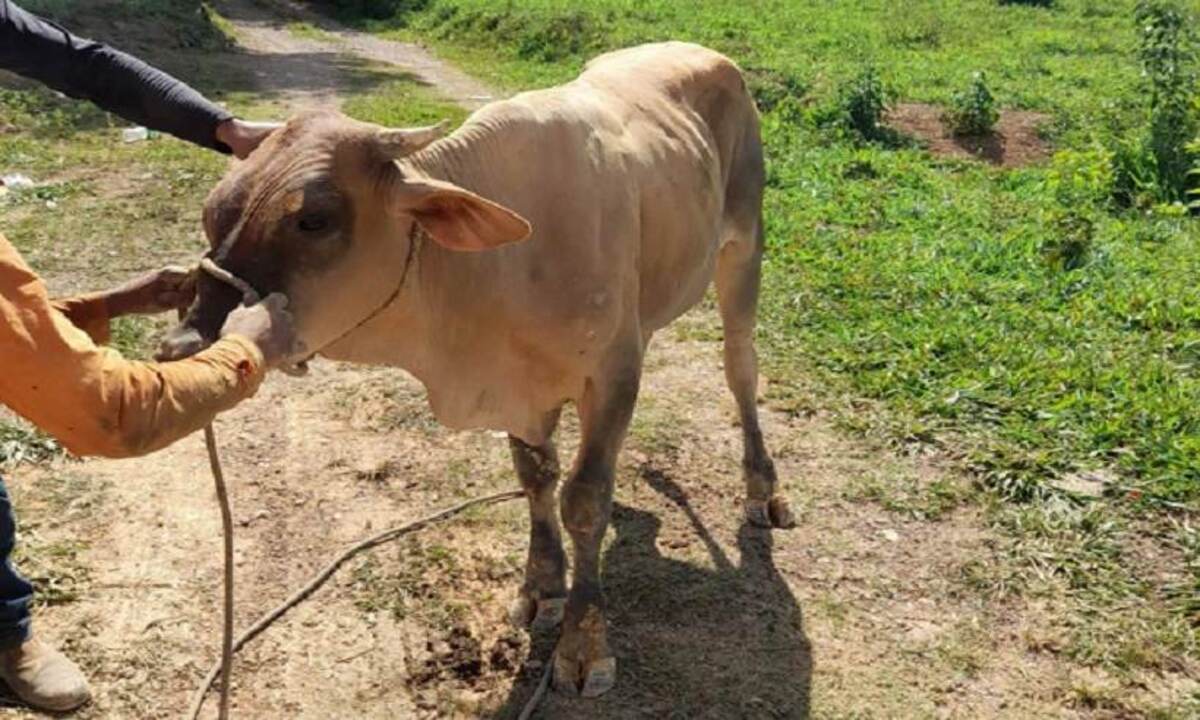 Boi cai em buraco de oito metros localizado em área de garimpo ilegal