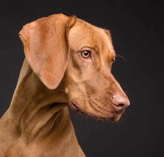 Cães: O nariz de cada cachorro tem um padrão único, como a impressão digital dos humanos.
Os cães são mamíferos domesticados. Estão presentes em todo o mundo. Vivem em média 10 a 15 anos.