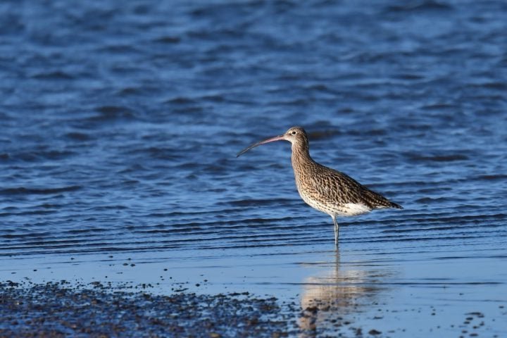 As fêmeas depositam milhares de ovos na areia, que se tornam alimento essencial para aves migratórias, como os maçaricos, durante suas viagens.
