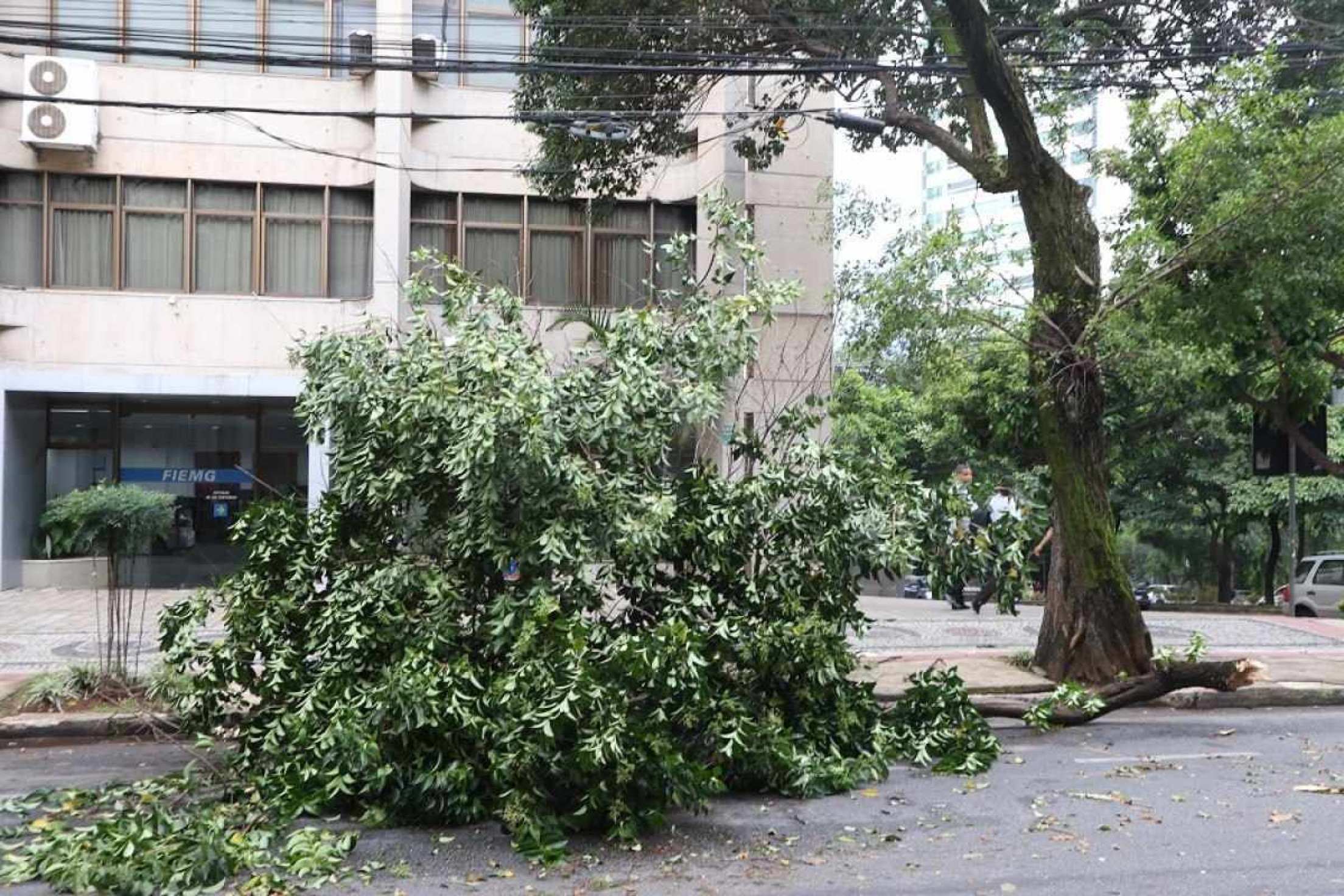 Galho de árvore caído em frente a FIEMG, na rua Goncalves Dias com avenida do Contorno.
      
