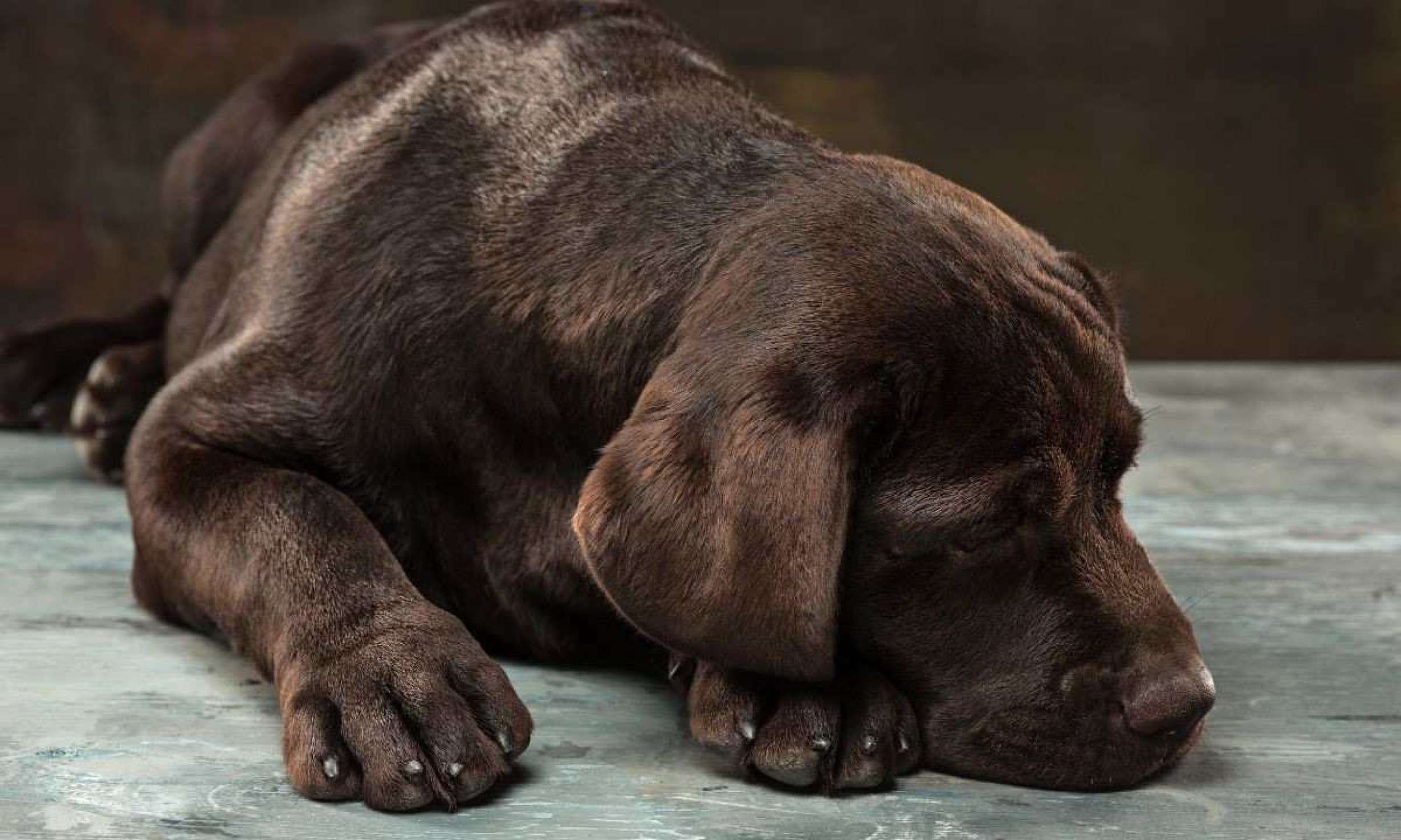 Rapaz mata cachorro depois de briga por causa de fofoca