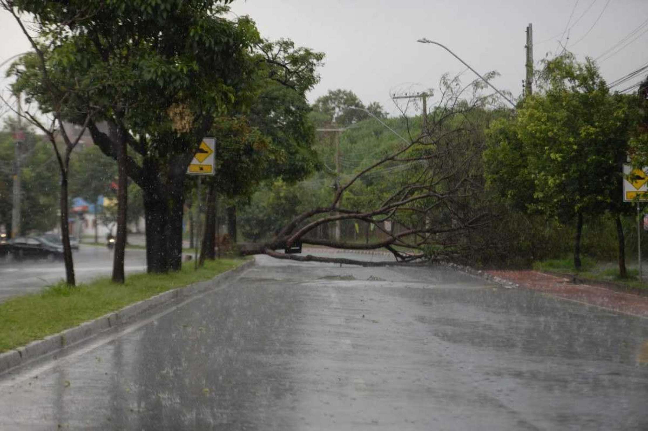 Chuva em BH: árvore cai e interdita pista de avenida