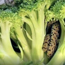 Cobra fica dentro de brócolis três dias na geladeira, sobrevive e assusta -  Reprodução do Facebook