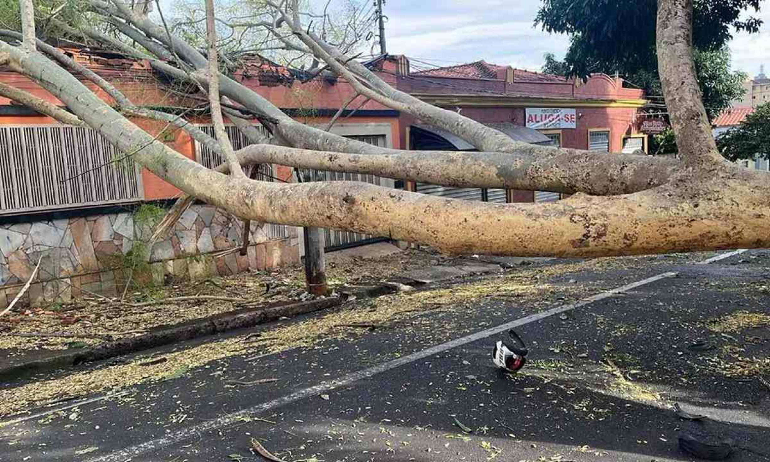 Motociclista morre após ultrapassar fita zebrada e bater em árvore caída