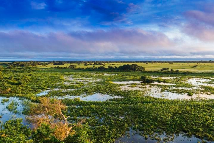 O desenvolvimento das larvas também ocorre em  pântanos e brejos- ambientes com vegetação densa e água parada . 
