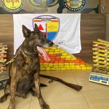 Cão farejador encontra 200kg de maconha enterradas em Divinópolis - PMMG/Divulga&ccedil;&atilde;o