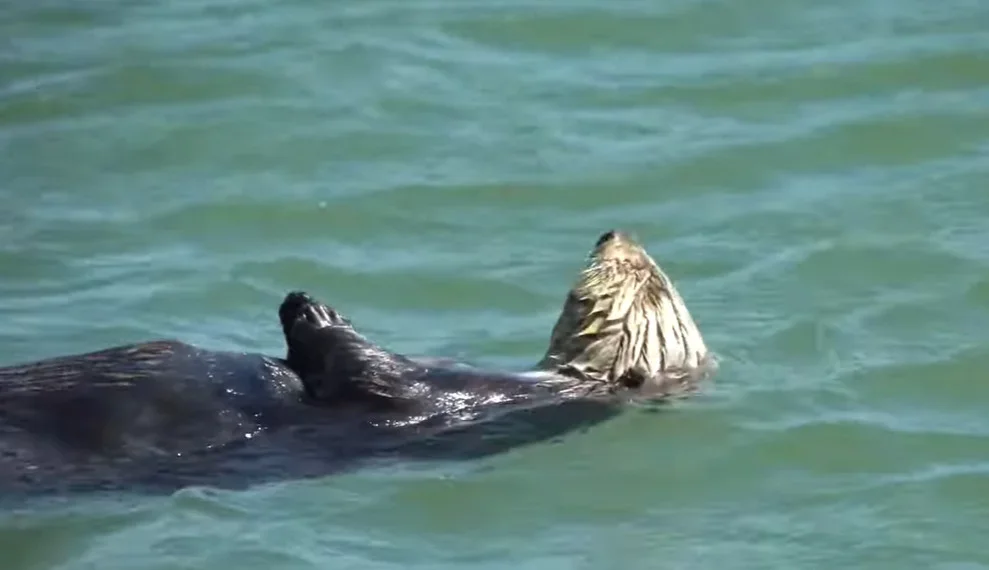 Duas lontras ‘enamoradas’ surgem em Oregon um século depois de sumiço da espécie na região - Divulgação YouTube Elakha Alliance 