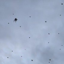 'Chuva' de aranhas em cidade mineira viraliza na web: ‘uaistrália’  - Reprodução/Redes sociais