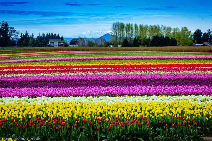 O Festival de Tulipas de Skagit, que acontece anualmente em abril desde 1984 ajuda a promover essa tradição. Também tem lírios e narcisos.