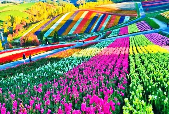 11- Bloemen Park de Holambra, Brasil - Inaugurado em 1999, o parque destaca-se por sua diversidade de espécies florais, incluindo tulipas, rosas, lírios, gerânios e muitas outras.