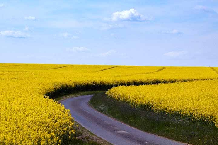 8- Campos de canola em Luoping, China -  Essas plantações começaram a se popularizar na década de 1990, quando a canola passou a ser cultivada em larga escala na região.
