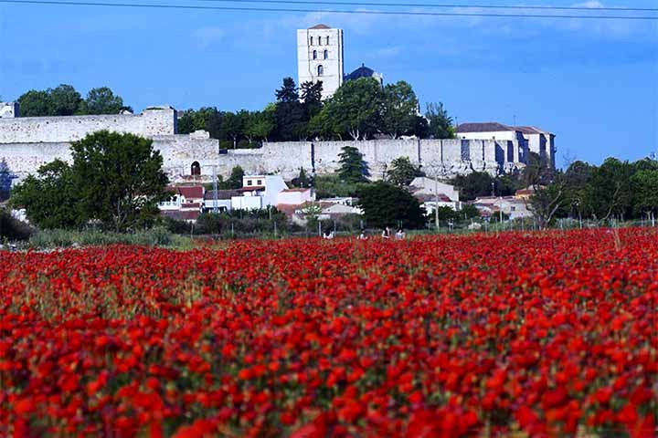 7- Campos de papoula de Zamora, Espanha - São vastas extensões de flores vermelhas que florescem na primavera, criando paisagens deslumbrantes na região.
