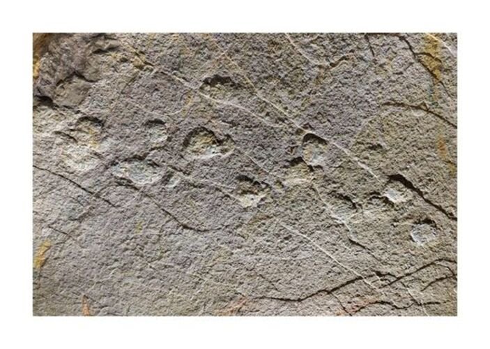 Os cientistas da Universidade de Borgonha, na França, disseram que as pegadas remontam a 168 milhões de anos atrás e estão bem preservadas, inclusive com garras dos animais. Com 1,25 metro de comprimento, as pegadas pertenceram a alguns dos maiores dinossauros do mundo. 