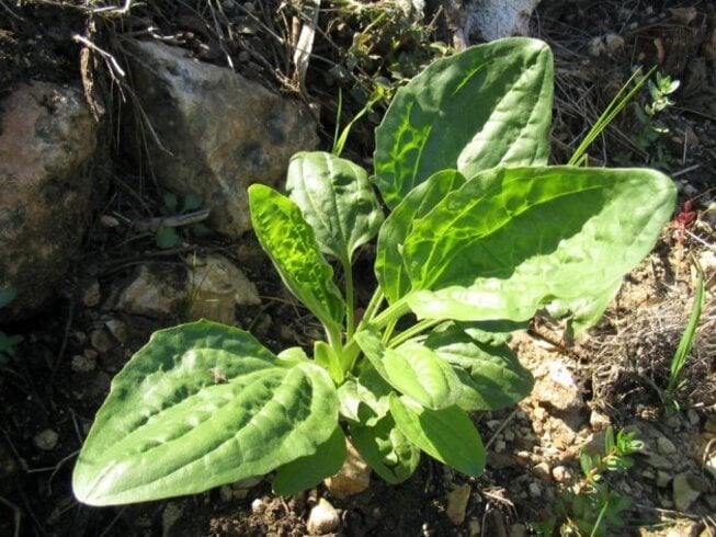 Já ouviu falar em tanchagem? Planta pouco conhecida tem múltiplas funções para a saúde