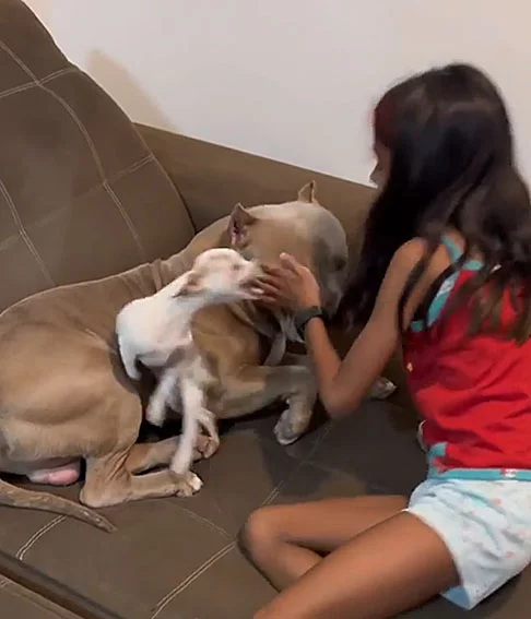 Reações de cães ciumentos viralizam nas redes sociais - Reprodução do TikTok @pipoquinhaepacoca