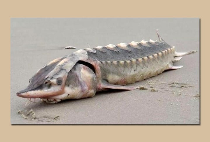 Também em 2023, outro animal chamou atenção: um Esturjão do Atlântico, que apareceu morto na areia de uma praia no estado da Virgínia, nos Estados Unidos. O peixe é raro, vive na América do Norte e já foi ameaçado de extinção. 