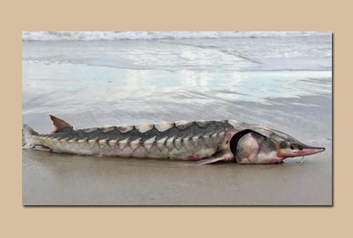 Ele chama a atenção por ter uma espécie de armadura em todo o corpo, além de uma boca dura e ossuda, que mais se parece com um bico das aves. Outa característica é a ausência de escamas, muito comum em peixes. 