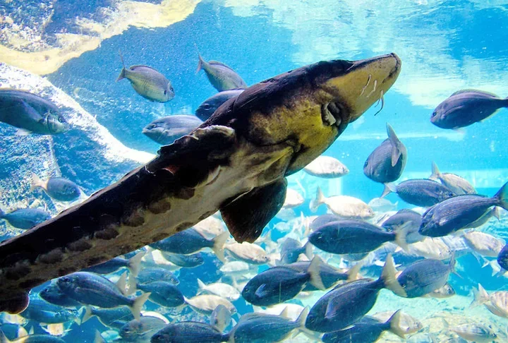 Este animal costuma viver pouco mais do que 50 anos e pode alcançar até 4,3 metros. O Esturjão do Atlântico que foi encontrado na praia tinha cerca de um metro, indicando que ainda não estava na fase adulta. Somando todos os tipos, são cerca de 20 espécies de esturjão. 