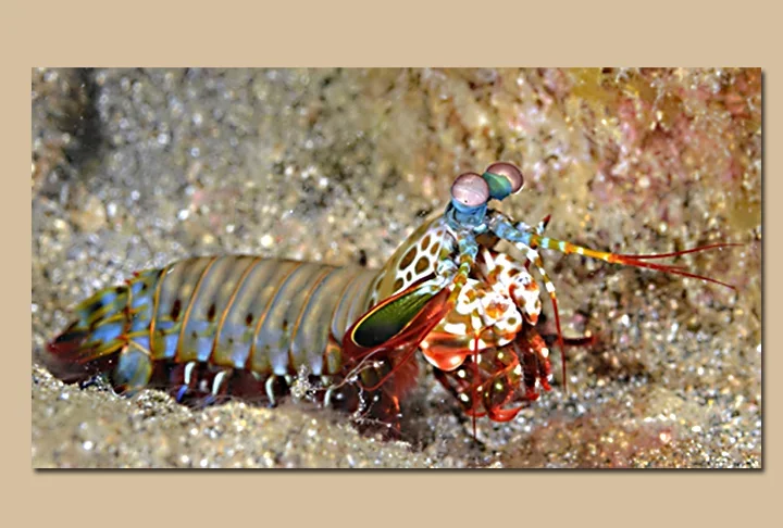 Outro crustáceo exótico é o Odontodactylus scyllarus, a 