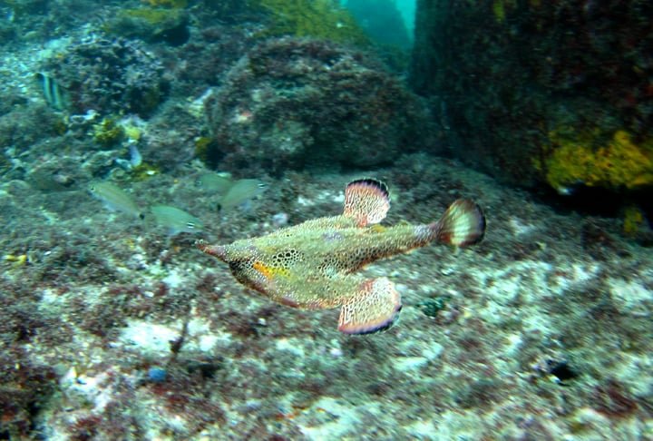 O peixe-morcego tem este nome pelo formato, que lembra um morcego. Outra coisa exótica é a sua boca vermelha, que parece maquiada com batom. 