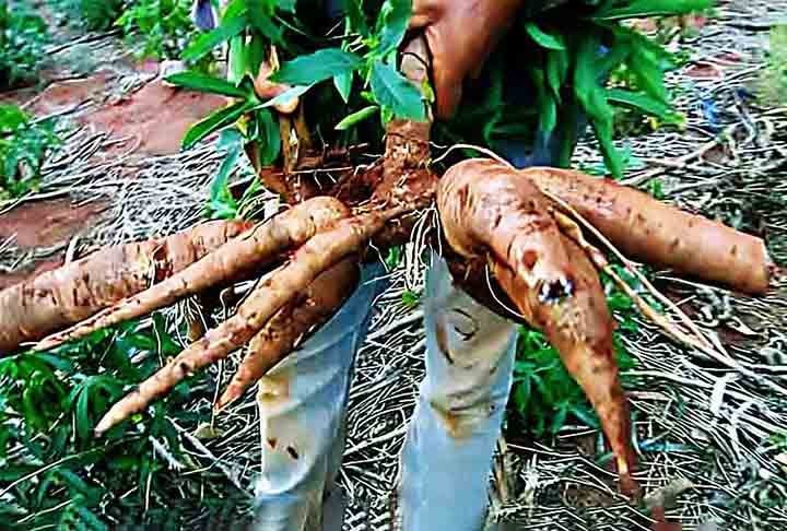 A mandioca é uma excelente fonte de energia devido ao seu alto teor de carboidratos, que correspondem à maior parte de sua composição. Uma porção de 100 gramas de mandioca cozida fornece cerca de 160 calorias, o que a torna uma ótima opção para quem precisa de energia extra, como atletas e pessoas com uma rotina física mais intensa.
