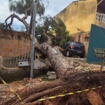 Temporal derruba árvore e muro de casa desmorona em BH - Jair Amaral/EM/DA Press