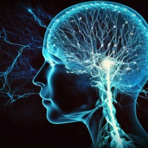 Aprender idiomas molda mentes ágeis para multitarefas - DINO