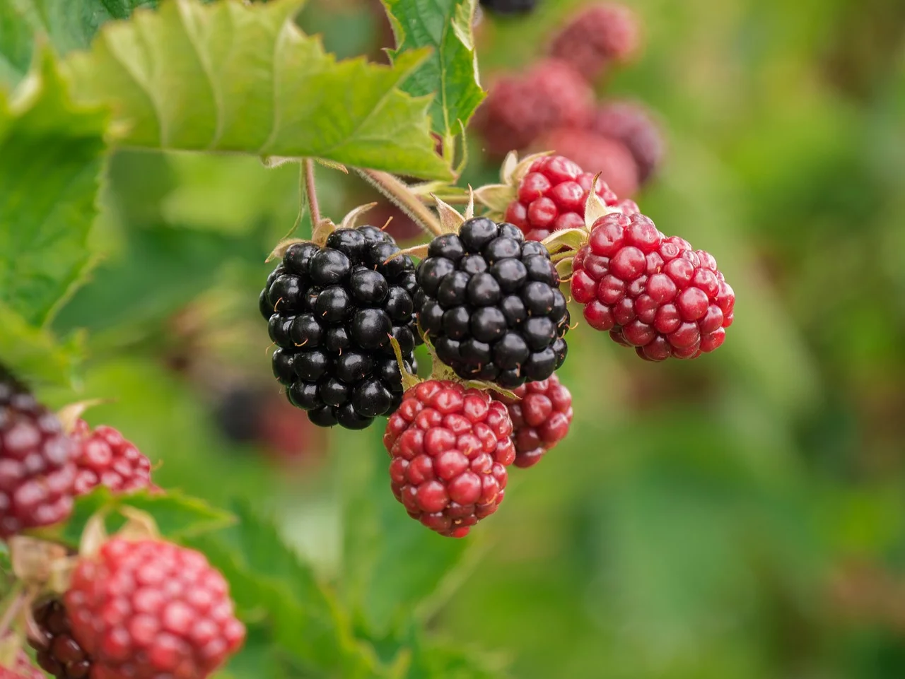 Frutas vermelhas (morango, mirtilo, amora)- Cheias de antioxidantes e vitamina C, auxiliam no metabolismo. Têm poucas calorias e um sabor que reduz a necessidade de açúcar