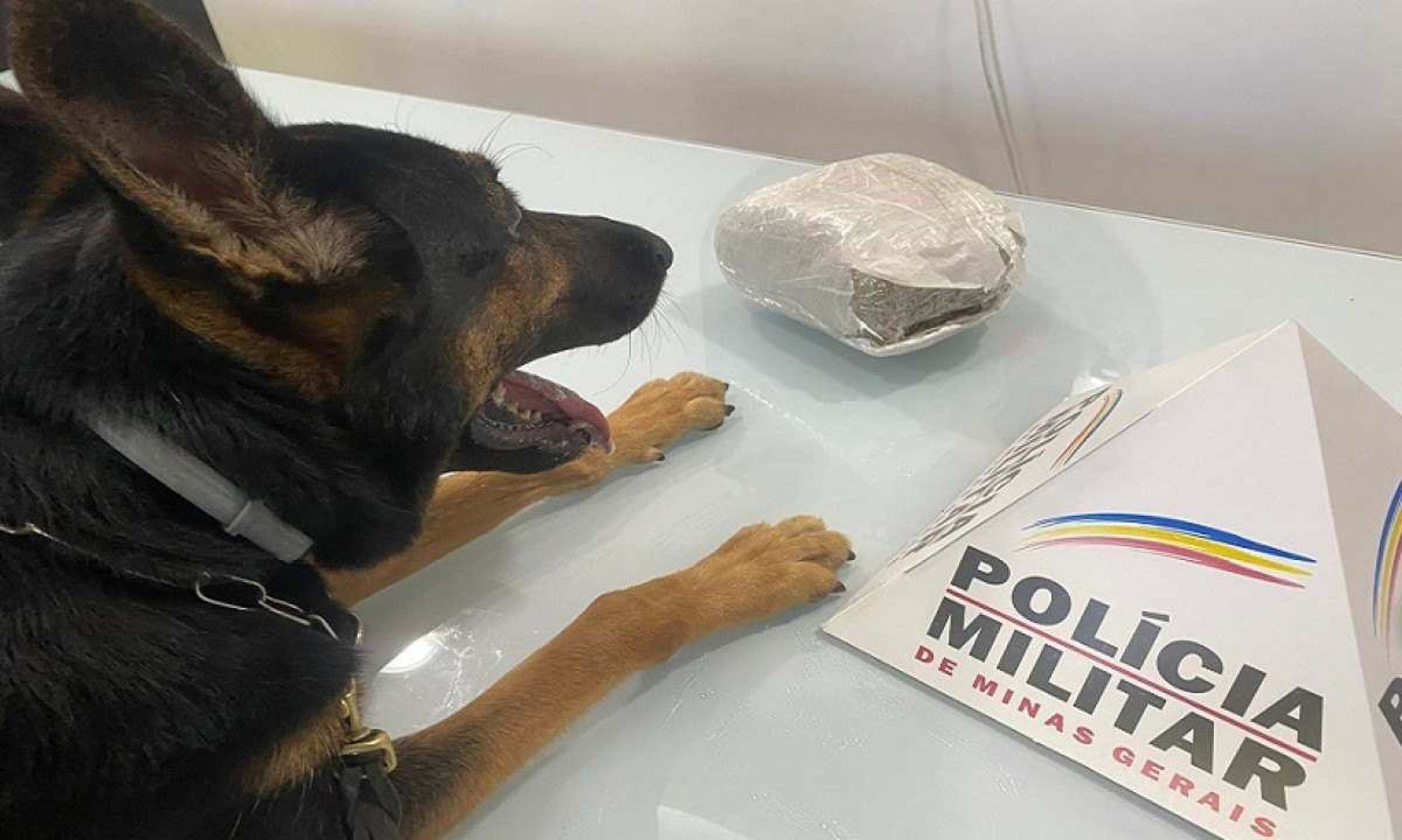 Cadela encontra encomenda com maconha nos Correios